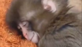 MAJMUNČE PANČ ODUŠEVILO INTERNET Plišana igračka je zaboravljena, a sada VLADA GRUPOM – neverovatan preokret u zoološkom vrtu (VIDEO)