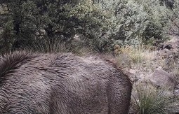 SAMO NAJOŠTRIJE OKO MOŽE DA JE VIDI Pronađite pumu skrivenu u travi za 10 sekundi – 99% ljudi pada na ovom testu!