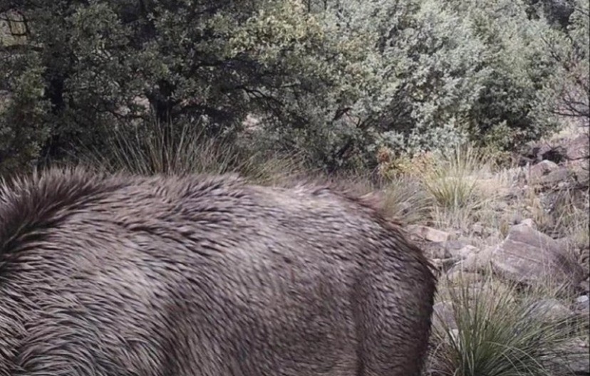 SAMO NAJOŠTRIJE OKO MOŽE DA JE VIDI Pronađite pumu skrivenu u travi za 10 sekundi – 99% ljudi pada na ovom testu!