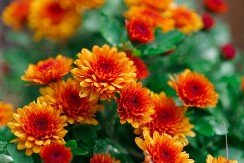 Ovaj cvet nikako ne poklanjajte ženama za 8. mart: Veruje se da donosi samo nesreću