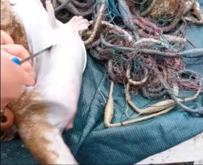 “MAJKO ISUSOVA!” Ribolovac Đani šokiran: Iz utrobe ribe izvukao JEZIVU STVAR! 