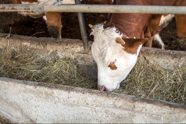 Braća ostala na dedovini - sada pod krovom sedmoro dece a u štalama preko 100 grla stoke 
