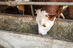 Braća ostala na dedovini - sada pod krovom sedmoro dece, a u štalama više od 100 grla stoke 