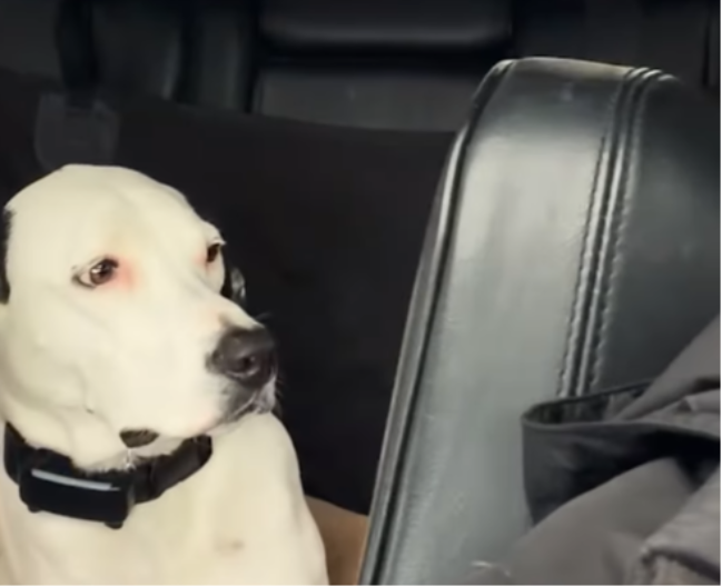 KOMEDIJA U KOLIMA Psa je baš smorio drugi pas - uvek radi jednu stvar tokom vožnje, nema nameru da prestane