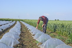 Profit od belog luka i do 15.000 evra - ove kulture napunile su buđelare povrtarima