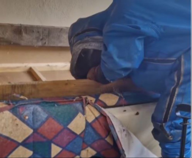 ZATEKAO PRIZOR OD KOG SE LEDI KRV Ogromno leglo stršljenova krilo se iznad kreveta