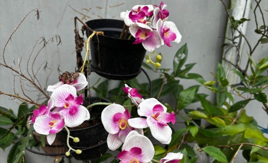 Diže ih iz mrtvih odmah, infuzija za orhideje: Čim počnu da venu, dajte im ovo, ima da daju prelepe cvetove