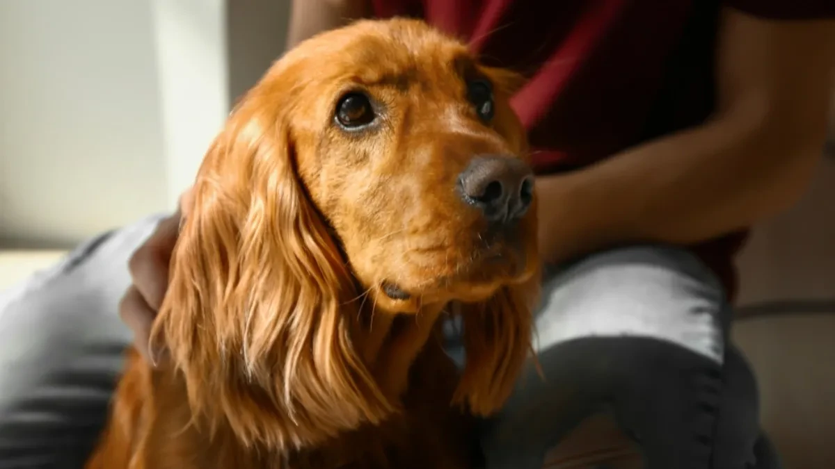 OVE STVARI NIKAKO NE RADITE SVOM PSU Možete povrediti njegova osećanja