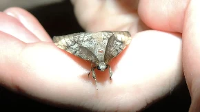 Za brzo i lako otklanjanje moljaca u ormaru - beže od mirisa ovih biljaka koje imate u kući 