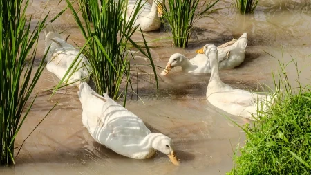 Od četiri do 20 evra po komadu - patke koje ne kvaču, štede i vrlo su korisne za vašu baštu