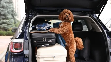 Nova pravila za ljubimce stupaju na snagu, saznajte koji papir vam više ne treba