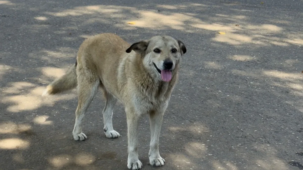 POGLEDAJTE KAKO SE PAS ZAHVALIO ŽENI KOJA GA HRANI Dirljiv video raznežio internet