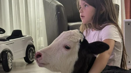 DECA OGRNULA TELE U ĆEBENCE, GLEDA SA NJIMA CRTANI Prelepa slika iz crnogorskog sela