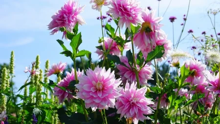 Biljka koja ostavlja bez daha - bašte pretvara u šareni spektakl