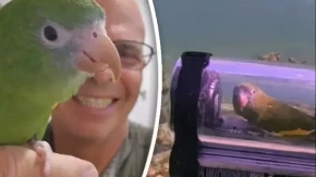 DA LI JE OVO NORMALNO?! Papagaj u podmornici zaronio u dubine, internet gori!