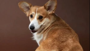 VEĆINA LJUDI POGREŠNO TUMAČI: Evo šta znači kada pas okrene leđa vlasniku!