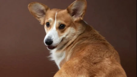 VEĆINA LJUDI POGREŠNO TUMAČI: Evo šta znači kada pas okrene leđa vlasniku!