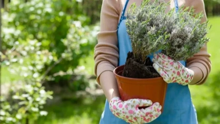 Svi greše kada presađuju lavandu: Evo kako da je ne uništite