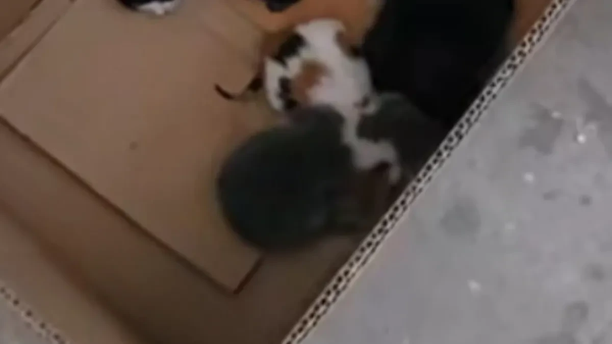 SKANDAL KOJI JE ZGROZIO REGION: Pet mačića bačeno u smeće kao otpad – prizor iz kamiona ledi krv u žilama!