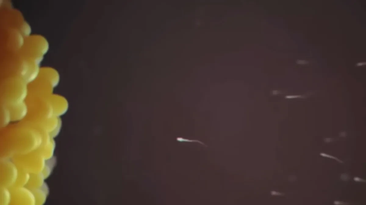 SNIMAK KOJI JE ŠOKIRAO ŽENE Ovako zapravo dolazi do začeća – mnogi ovo nisu znali