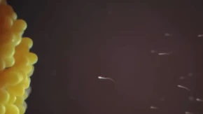 SNIMAK KOJI JE ŠOKIRAO ŽENE Ovako zapravo dolazi do začeća – mnogi ovo nisu znali