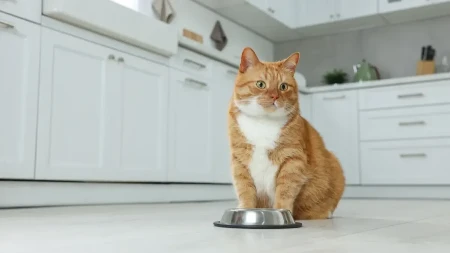 MAČKE PRAVE HAOS U KUHINJI, JEDNA STVAR IM JE BAŠ ZASMETALA Hit video nasmejao mnoge na mrežama