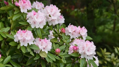 RODODENDRON I KAMELIJE ĆE CVETATI KAO NIKAD PRE Uz nekoliko trikova oporavićete svoju baštu