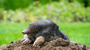 MILORAD KRENUO DA UBIJE KRTICU, PA STRADAO NA JEZIV NAČIN Metak iz sopstvene puške bio koban