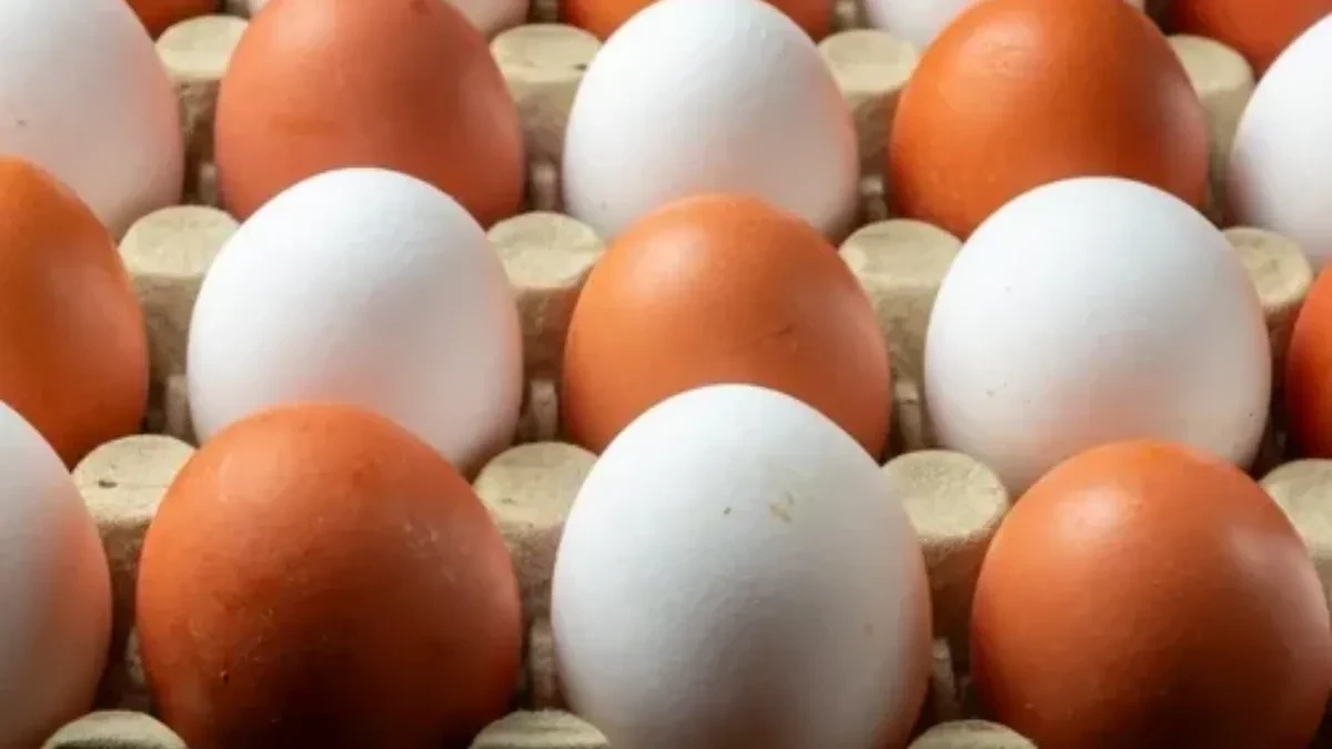 Otkrivena je salmonela - povlače jaja sa tržišta u Hrvatskoj 