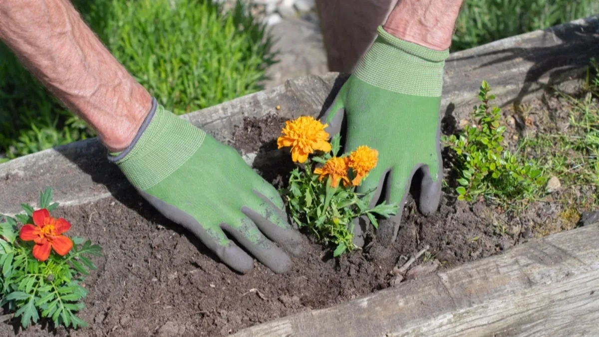 Umesto pesticida, potrebna je biljka koje ima svuda - napravite moćni rastvor koji štiti biljke od štetočina