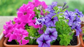 Ne čekajte maj! Ko sada posadi petunije, imaće najlepši balkon u kraju