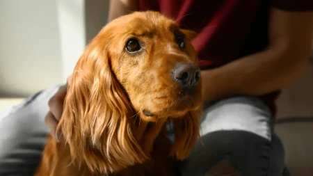 UVEDENA JEDINSTVENA MERA: Na bolovanje i kada vam se razboli kućni ljubimac