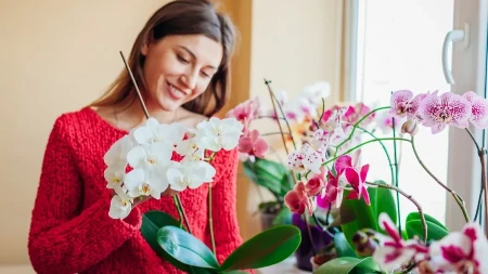 Orhideja mi je božanstvena cele godine! Prosto buja kad joj stavim ovo đubrivo