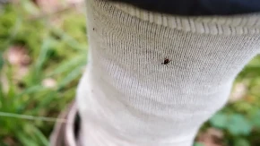 Nijedan vas neće napasti, stavite ovo na čarape: Kako se obdraniti od krpelja, kažu da ovo radi