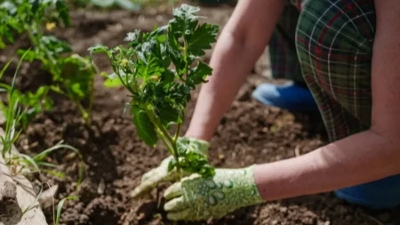 3 struka ove biljke posadite uz paradajz ima da rodi kao lud: Mirisaće bogovski, ukus će biti fenomenalan, sladak, ma odličan