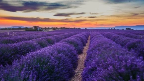 PRAVILO 8:8:8 MENJA SVE: Evo kako da vam lavanda BUJA kao nikad!