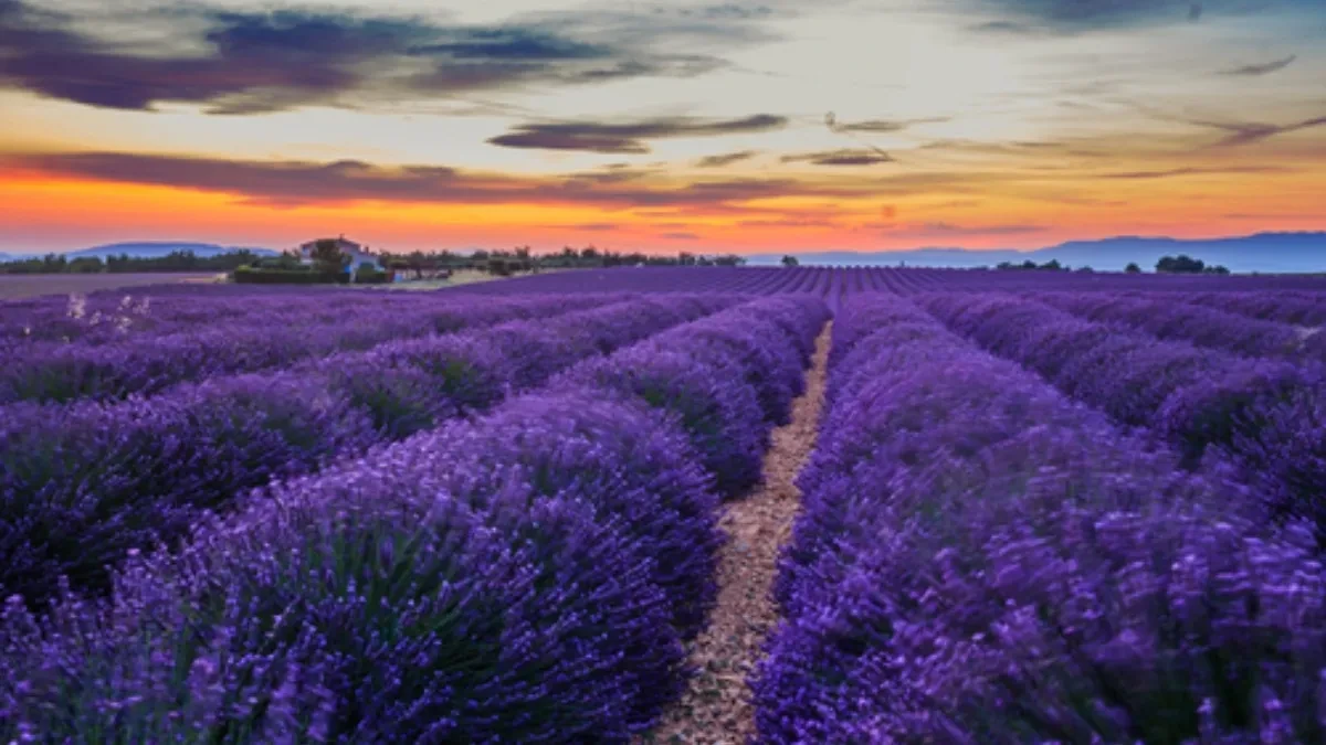 PRAVILO 8:8:8 MENJA SVE: Evo kako da vam lavanda BUJA kao nikad!