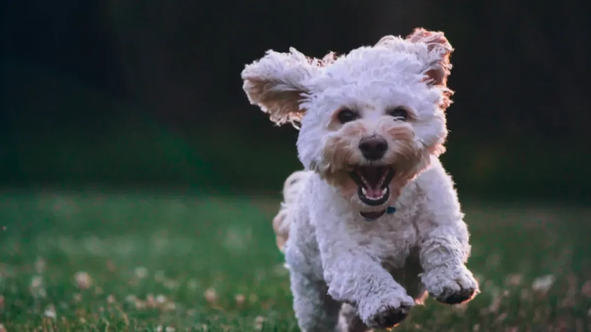 DA LI PSI SMEJU DA JEDU USKRŠNJA JAJA? Evo gde većina vlasnika greši - posebno kada su štenci u pitanju