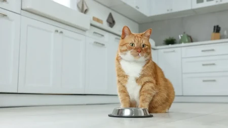 DALA 700 EVRA ZA BOLESNU MAČKU Usledio šok - internet se smeje do suza! (VIDEO) 