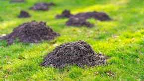 KRTICE BEŽE GLAVOM BEZ OBZIRA Samo sipajte ovo u rupu i travnjak će biti kao nov