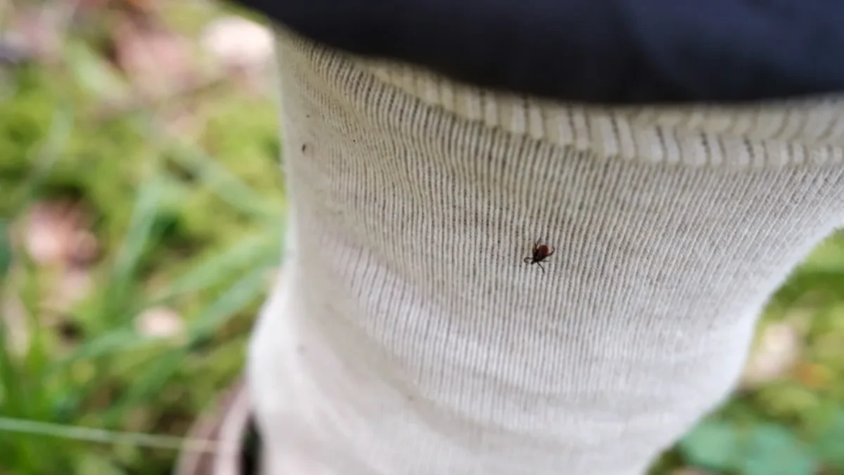 SPAS OD KRPELJA: Stavite predmet od 10 dinara na nogu i zaboravite na ugrize!