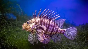 VEOMA OTROVNA RIBA SE ŠIRI PO MEDITERANU I JADRANU Stručnjaci upozoravaju: