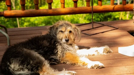 PRONAŠAO SAVRŠENO MESTO ZA SUNČANJE, VLASNICA GA JEDVA PRONAŠLA Pogledajte samo kako uživa