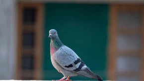 NEOBIČNO PRIJATELJSTVO ĆE VAS RAZNEŽITI Pogledajte kako golub pomaže mački koja ima mačiće