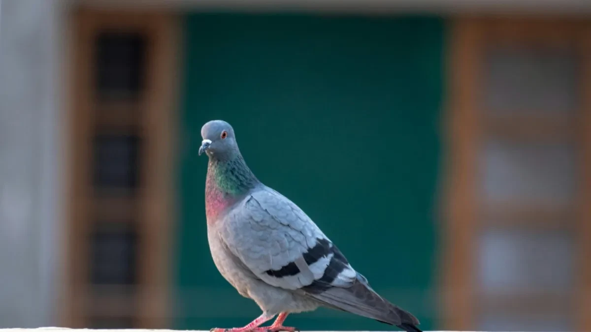 NEOBIČNO PRIJATELJSTVO ĆE VAS RAZNEŽITI Pogledajte kako golub pomaže mački koja ima mačiće