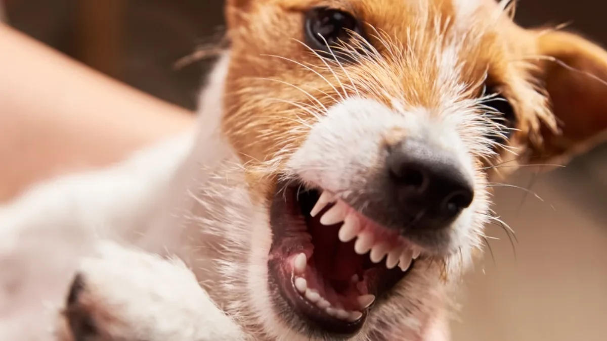 PORODIČNI PAS MEŠANAC NASMRT IZUJEDAO TINEJDŽERKU (19) Stravičnu scenu zatekao otac, "Ona je bila moje jedino dete..." (FOTO)