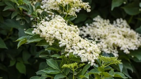 Zova samo što nije: Tri ključna znaka po kojima se razlikuje lekoviti cvet od otrovne dvojnice