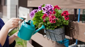 Kada je bolje zalivati cveće tokom vrućina, ujutru ili uveče? Samo ovo je pravilno