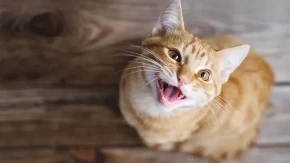 OVO JE TIHI UBICA MAČAKA: Greške koje svi prave imaju KATASTROFALNE posledice!