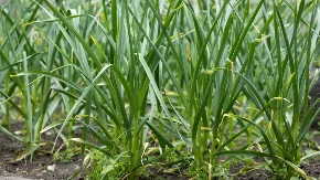 EVO KAKO POSEJATI VELIKU KOLIČINU LUKA NA MALOJ POVRŠINI Dedin trik koji provereno daje maksimalan prinos (VIDEO)